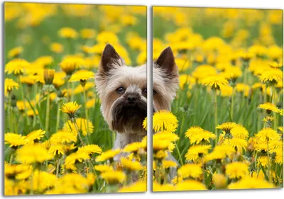 Produktbild von Glasschutzplatte für den Herd 2x40x52 Hund