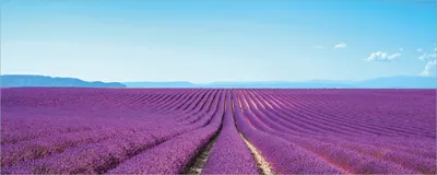 Produktbild von Wallario selbstklebendes Poster - Lavendelfeld unter blauem Himmel, Größe: 50 x 125 cm