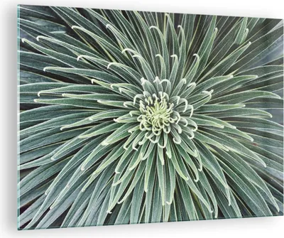 Produktbild von Bilder auf glas - Einteilig - Agave Grün Pflanze - 70x50cm - Glasbilder - Wandbilder - Bilder - zum Aufhängen bereit - Wanddekoration aus Glas - Glas Bilder - Wandbild auf Glas - GAA70x50-4905