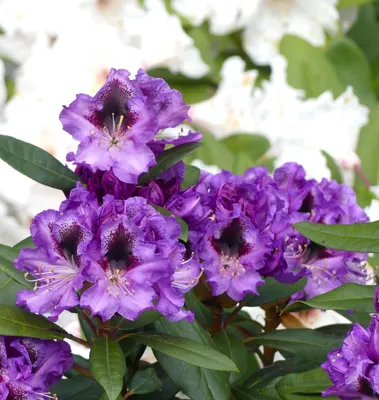Produktbild von Rhododendron Hybride " Blaue Jungs " violettblau 40 - 60 cm