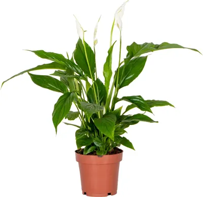 Produktbild von Bloomique - Spathiphyllum Torelli - Friedenslilie - Einblatt Zimmerpflanze - Zimmerpflanzen - Luftreinigend - Höhe 30-40 cm - Topf 12 cm