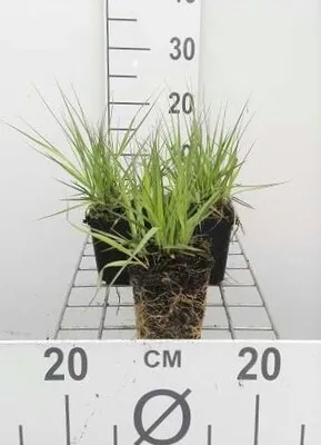 Obrázek produktu pro 6 x Molinia caer. 'Edith dudszus' - Pfeifengras - Topf 9 x 9 cm