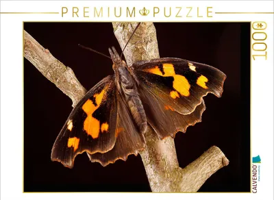 Produktbild von CALVENDO Puzzle Zürgelbaumfalter (Libythea celtis) | 1000 Teile Lege-Größe 64x48cm Foto-Puzzle für glückliche Stunden