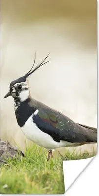 Produktbild von MuchoWow® Poster Vogel - Gras - Tiere - Natur - Kiebitz 60x120 cm - Wandschmuck