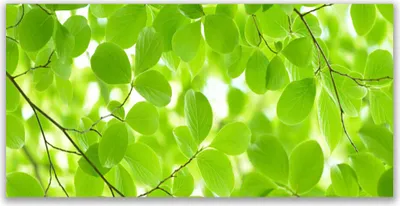 Produktbild von Tulup Leinwand-Bilder 140x70 Wandbild Canvas Kunstdruck Blätter Natur