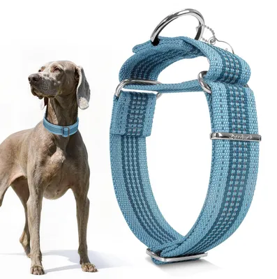 Martingale-Hundehalsband 4 cm, verstellbar, mittelgroße Hunde