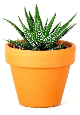 Obrázok produktu pre Gardners Haworthia mix, priemer 6 cm