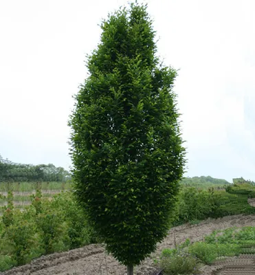 Produktbild von Hainbuche 'FASTIGIATA' 170-190 cm, Cont. 10 l