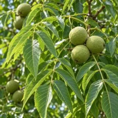Imagen del producto de Nuez negra (Juglans nigra), altura 60 cm, maceta de 5 litros