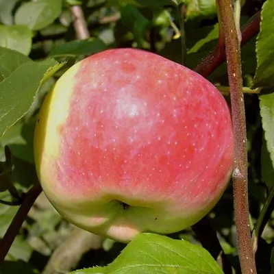 A close-up of a red and yellow apple on a tree branch, surrounded by green leaves.