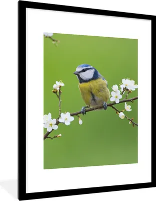 Produktbild von MuchoWow® Gerahmtes Poster Blaumeise - Zweig - Blumen - Blühende Zweige - Vogel 60x80 cm - Poster mit Schwarzem Bilderrahmen Wandposter Rahmen Foto Bilder - Wohnzimmer - Dekorationen - Prämie