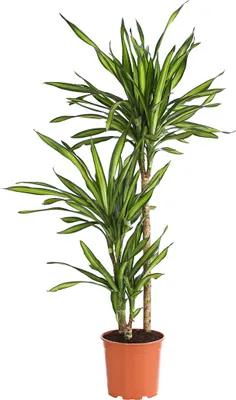 Produktbild von Dehner Drachenbaum Rikki, dreitriebig, ca. 110-120 cm, Ø Topf 21 cm, Zimmerpflanze