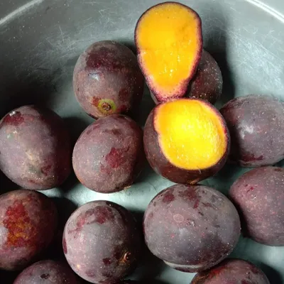 Produktbild von Asam kambang Mango (Mangifera quadrifida) - 1 Samen