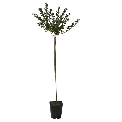 Produktbild von Macherauchs Resistenta Gelbe Stachelbeere Hochstamm ca. 80-90 cm Stamm 120-140 cm groß im 4 L Topf