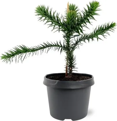 Produktbild von Chilenische Schmucktanne - Andentanne - Araucaria araucana - Setzling im 19cm Topf