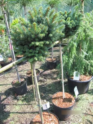 Produktbild von Picea abies Zillertal - Blaufichte Zillertal - Hochstamm - 40
