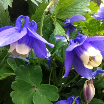 Obrázek produktu pro 6 x miniaturní orlíček  - Aquilegia Flabellata 'Ministar'  | Květináč 9 cm x 9 cm