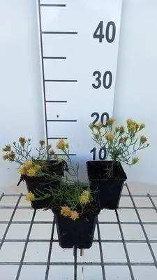 Obrázek produktu pro 6 x Aster linosyris - Podzimní astra - květináč 9 x 9 cm