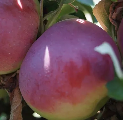 Produktbild von Säulenapfel `McIntosh Wijcik´ - Säulenobstbaum 80-120cm im 7,5 LiterTopf