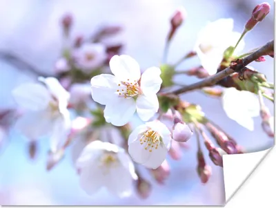 Produktbild von MuchoWow® Poster Blumen - Sakura - Zweig 120x90 cm - Wandbild