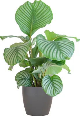 Immagine prodotto di Calathea Orbifolia, pianta da appartamento, 65 cm, Ø 21 cm, purificatrice dell'aria, biologica
