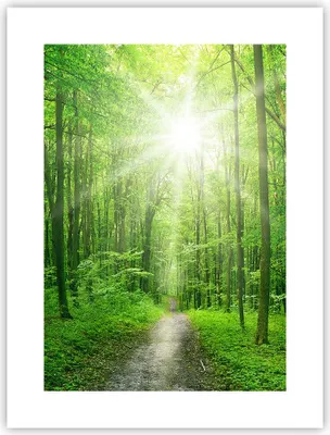 Produktbild von Poster - Poster ohne Rahmen - Sonnenstrahlen Wald Sommer - 30x40 cm - Wand Bild - Wanddeko - Wandbilder - Kunstposter - Wandposter - Bilder - Kunstdruck - Wanddekoration - Wandbild - P2XPA30x40-2689