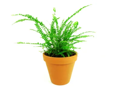 Obrázek produktu pro Gardners Nephrolepis cordifolia Duffii, průměr 6 cm