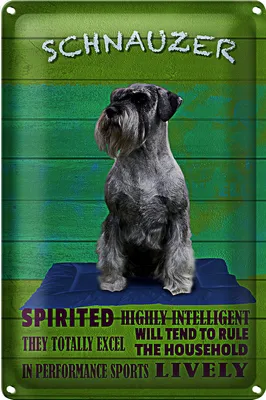 Produktbild von Blechschild Spruch 18x12cm Schnauzer Hund highly inelligent
