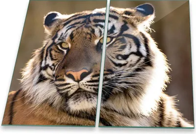 Produktbild von Herdabdeckplatte Abdeckung Glaskeramikkochfeld Abdeckplatte 2-Teilig 60x52 Tiger Schutz