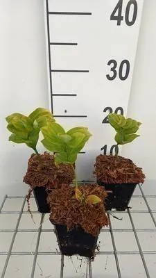 Produktbild von 6 x  Polygonatum commutatum - Salomonssiegel - Topf 9 x 9 cm
