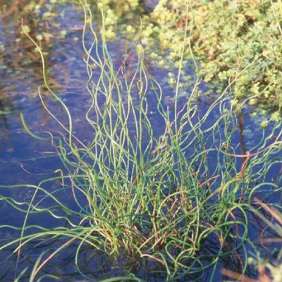 Image de Juncus effuses 'Spiralis' FloraSelf Pot Ø 9 cm