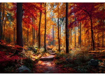 Productafbeelding van Omgoods - 1000 Stuk Puzzel met Herfstthema