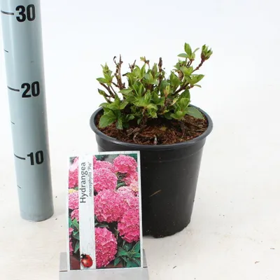Produktbild von Hydrangea macr. 'Pia' - Hortensie | 10-15 cm im Topf