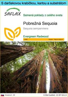 Produktbild von SAFLAX Darčeková sada - Pobrežná Sequoia - Sequoia sempervirens - 50 Semená - S darčekovou krabičkou, prepravným štítkom, darčekovou kartou a pestovateľským médiom