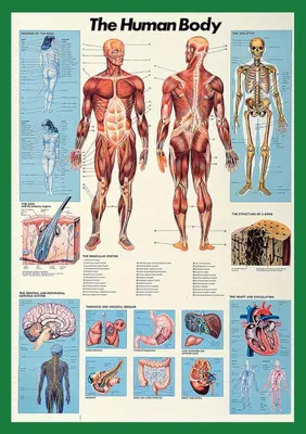 Produktbild von Poster - Educational - Bildung - Human Body Körper des Menschen