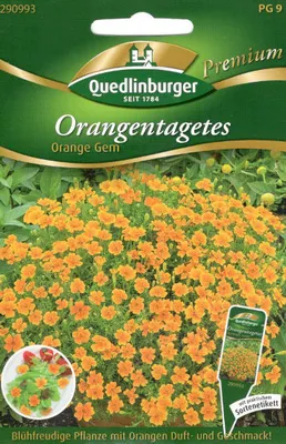 Produktbild von Quedlinburger Saatgut - Orangen-Tagetes Orange GEM - Samen - 290993