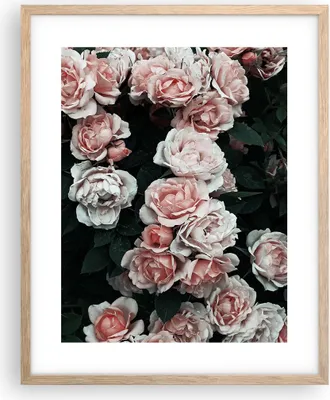 Produktbild von Gerahmtes Poster - Rahmen in heller Eiche - Rosen Blumen Blätter - 40x50 cm - Wand Bild - Wanddeko - Wandbilder - Kunstposter - Wandposter - Bilderrahmen - Bilder - Kunstdruck - P2NPA40x50-4760