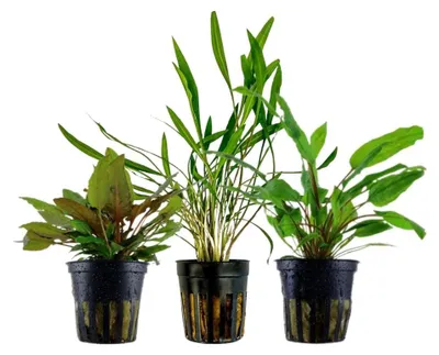 Produktbild von Cryptocoryne Set mit 3 Pflanzen Aquariumpflanzen Wasserpflanzen AquaOne Set 238