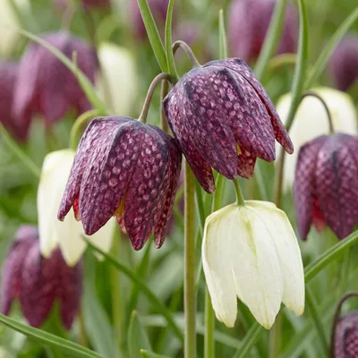 Produktbild von Green boutiQ - 30x Fritillaria Meleagris Mix - Schachbrettblume Mischung - Lila und Weiß - Verwilderungszwiebel - Zwiebelgröße 6/7