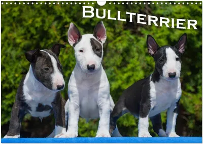 Produktbild von Bullterrier (Wandkalender 2026 DIN A3 quer), CALVENDO Monatskalender