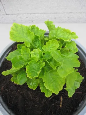 Produktbild von Lauch-Scheibenschötchen - Peltaria alliacea - Balkan-Knoblauchkresse