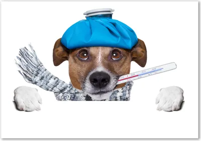 Produktbild von Tulup® Glas-Bild - 100 x 70 - Wandbild aus Glas - Wandkunst - Wandbild hinter gehärtetem Sicherheitsglas - Tiere - Kranker Hund - Blau