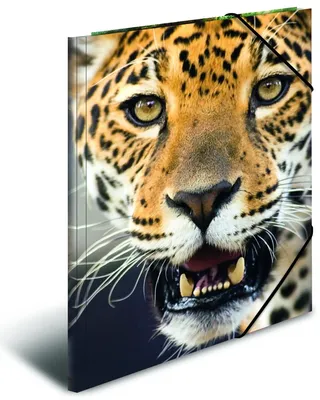 Produktbild von HERMA Sammelmappen DIN A4 Leoparden, 3 St.
