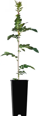 Produktbild von Vogelbeerbaum Miczurinskaja Diesiertnaja 2L