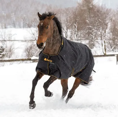 A horse wearing a black blanket with gold trim runs through the snow.