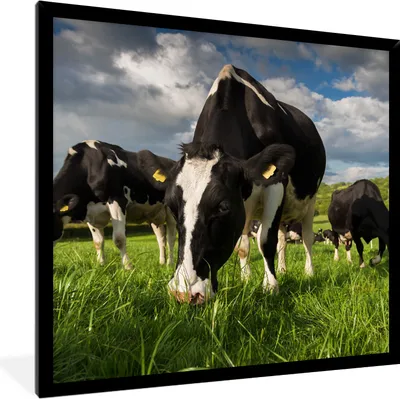 Produktbild von MuchoWow® Gerahmtes Poster Kühe - Tiere - Gras - Wiese - Bauernhof 40x40 cm - Poster mit Schwarzem Bilderrahmen Wandposter Rahmen Foto Bilder - Mit Rahmen - Wanddekoration Schlafzimmer
