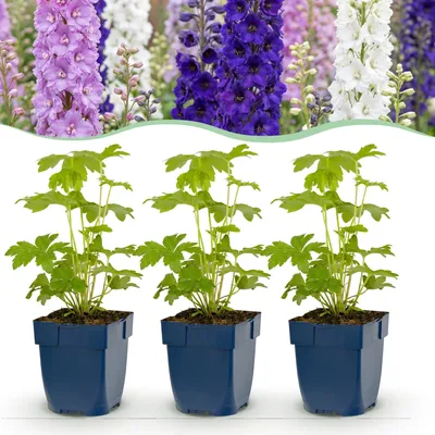 Produktbild von Green boutiQ - Staude - Delphinium Tricolour - Rittersporn - Bienen- und Schmetterlingsanzieher - Lila - Rosa - Weiß - 12 Pflanzen - Topf 11cm - Höhe 15-25cm