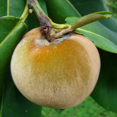 Image de Samtapfel (Diospyros blancoi) - 3 graines