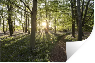 Produktbild von MuchoWow® Wandtattoo Wandsticker Wandaufkleber Wald - Baum - Sonne 90x60 cm Selbstklebend und Repositionierbar - Aufkleber