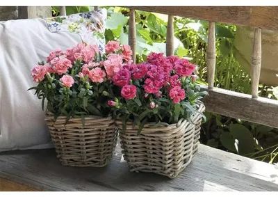 Obrázek produktu pro Hvozdík Dianthus Sunflor plastový květináč Ø 10,5 cm, různé barvy